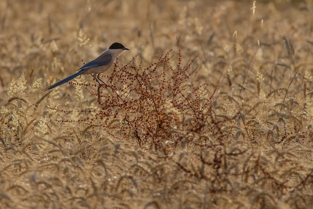 Vogels vliegen over planten.