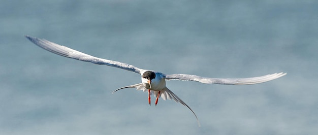 Vogels vliegen