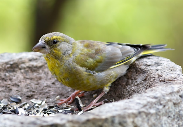 Vogels voederen van zonnebloempitten uit de feeder. Groenling. Carduelis chloris