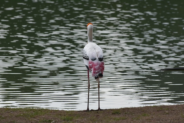 Vogels zijn vogels die de dierentuin heeft veel