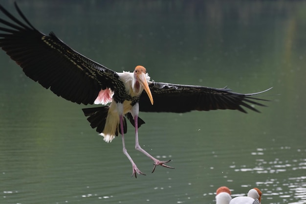 Foto vogels zijn vogels die de dierentuin heeft veel