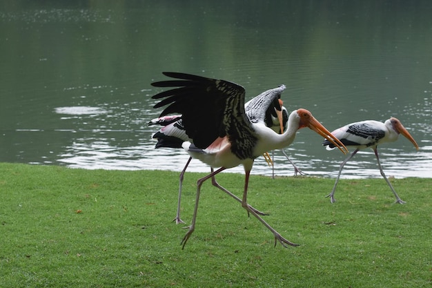 Vogels zijn vogels die de dierentuin heeft veel