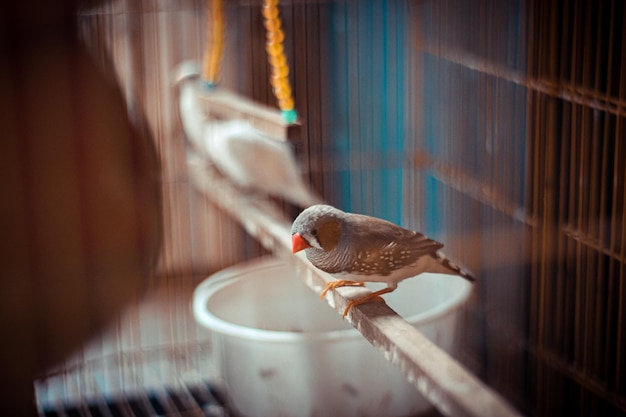 Vogels zitten in het bos.