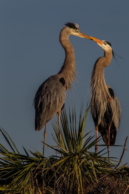 Vogels zitten op bomen tegen de lucht.