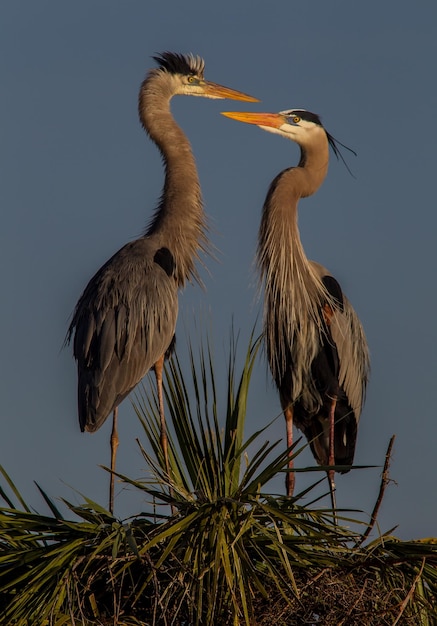 Vogels zitten op bomen tegen de lucht.