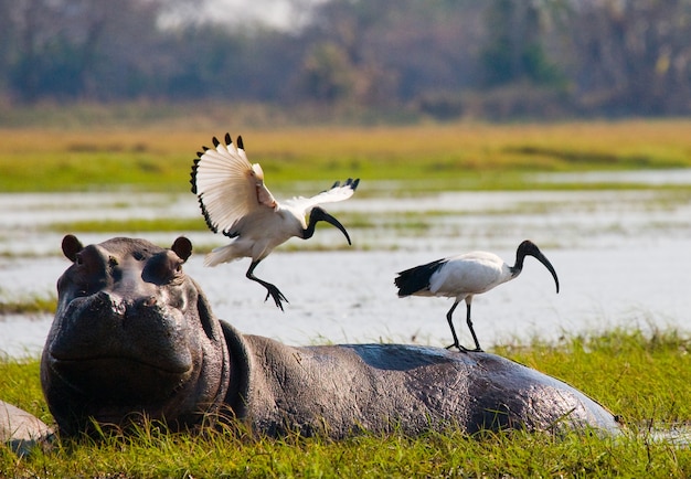 Vogels zitten op de rug van een nijlpaard