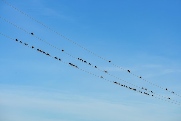 Vogels zitten op draden als muzieknoten