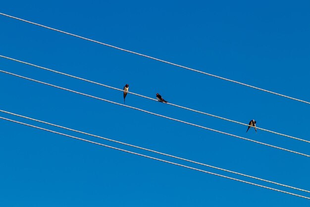 Vogels zitten op elektrische draden tegen de blauwe lucht