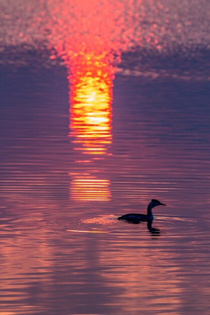 Foto vogels zwemmen in het meer bij zonsondergang
