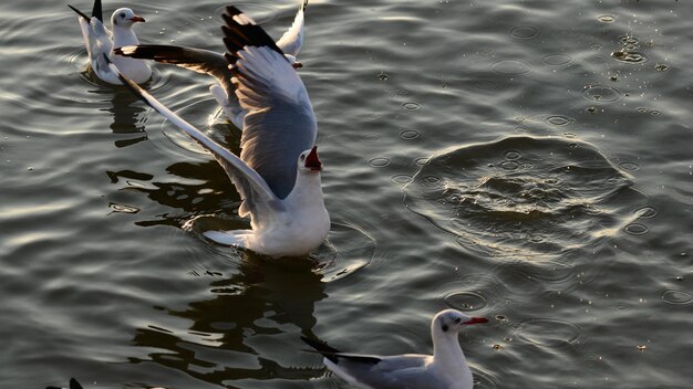 Foto vogels zwemmen in het meer