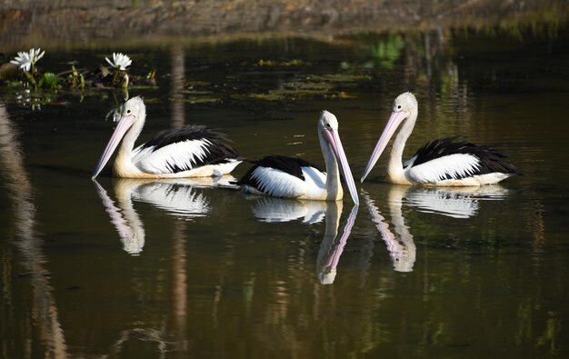 Vogels zwemmen in het meer