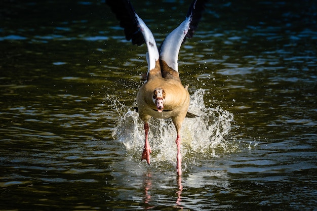 Vogels zwemmen in het meer