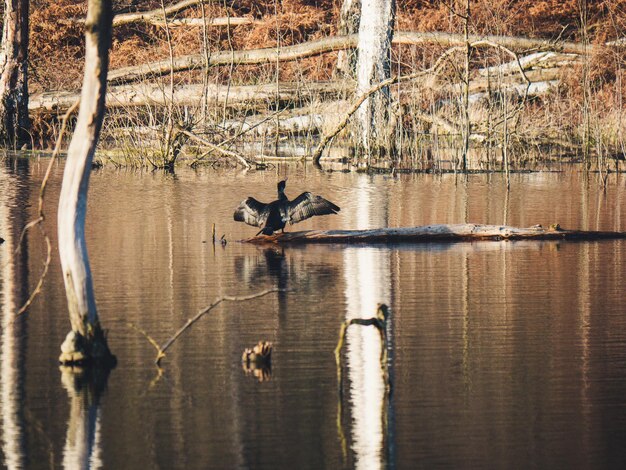 Foto vogels zwemmen in het meer