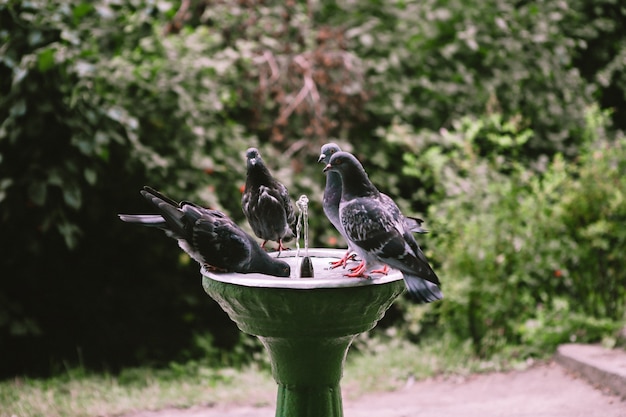 Vogelsduiven drinken water uit een fontein om te drinken