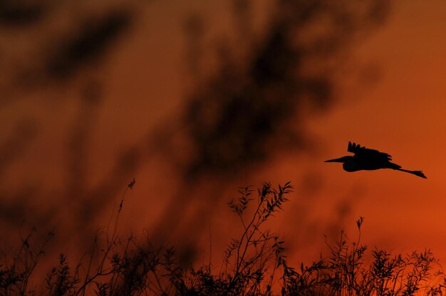 Foto vogelsilhouet vliegend bij zonsondergang