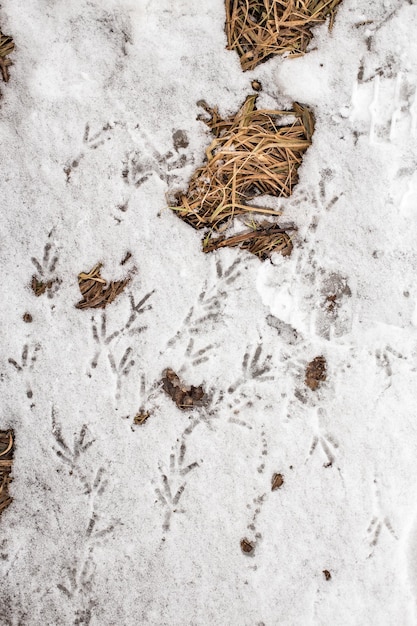 Vogelsporen in de sneeuw naast het droge gras