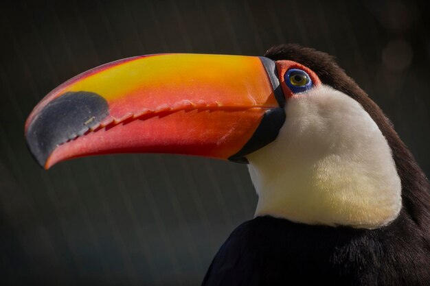 Foto vogelstand