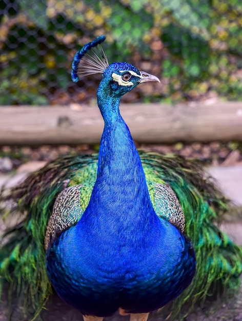 Foto vogelstand