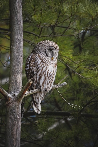 Foto vogelstand