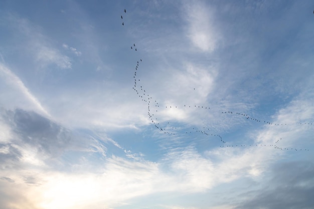 Vogeltrek tegen een bewolkte hemel de reguliere seizoensbeweging