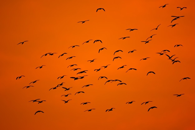 Vogeltroep die op silhouethemel vliegen