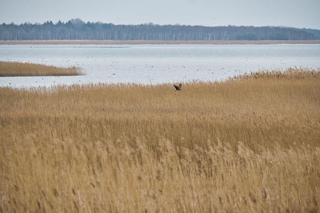 Vogeluitkijkpunt Pramort op het uitgestrekte landschap van Darss met uitzicht op de Bodden en de Oostzee