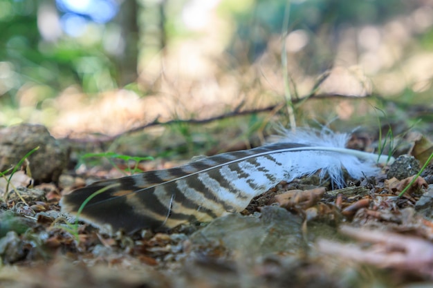 Vogelveer op de grond. Dieren elementen concept