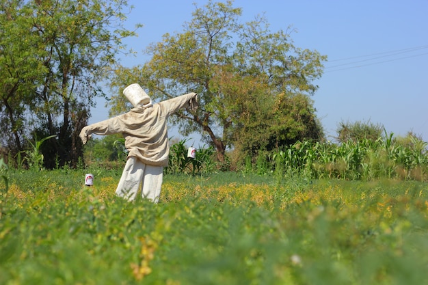 Vogelverschrikker in boerderij, India