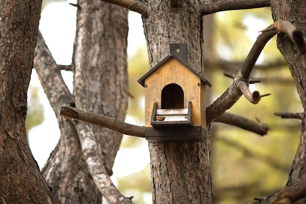 Vogelvoeder en eiwit wegen op een boom in het park