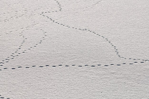 Vogelvoetafdrukken en sporen van vogels op witte sneeuw, close-up. Winterse achtergrond.