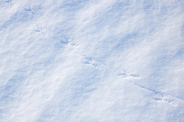 Vogelvoetafdrukken in de sneeuw in zonlicht