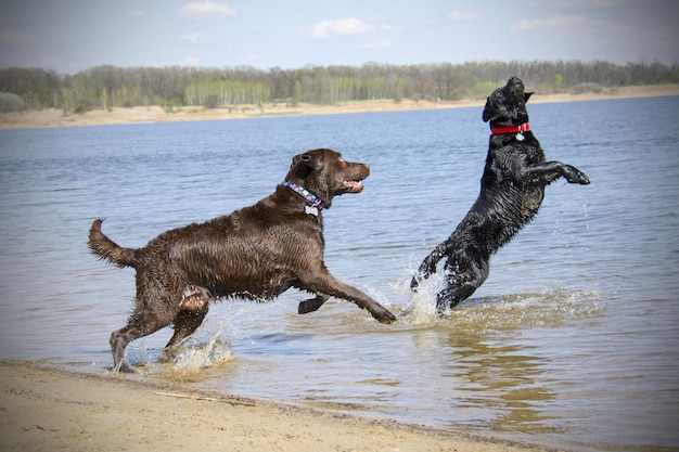 Foto vol lengte van hond die in het meer loopt