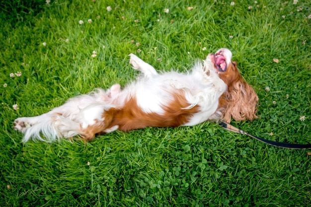 Vol lengte van hond die op het grasveld ligt