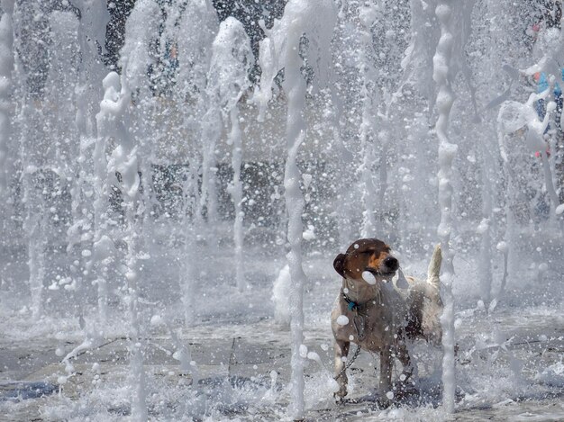 Foto vol lengte van hond in fontein