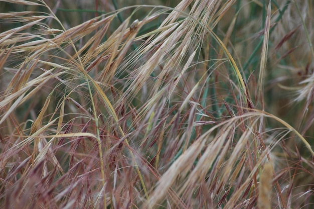 Vol met droog gras.