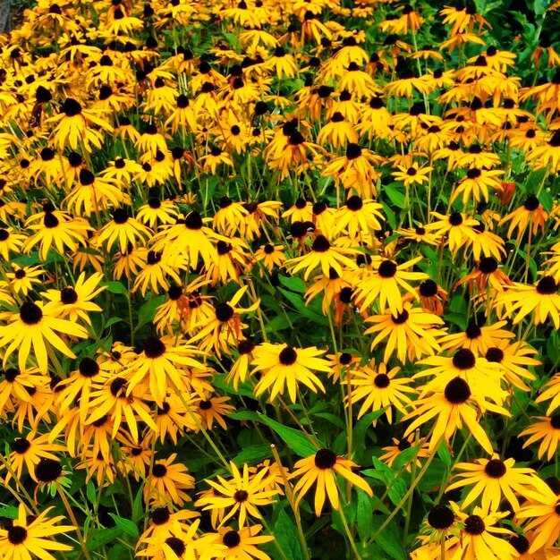 Foto vol met gele bloemen.