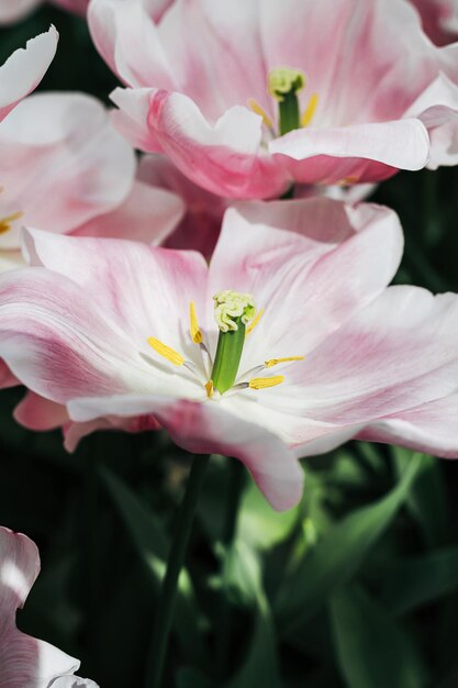 Vol veld van mooie roze open bloeiende tulpenbloem met groene bladeren achtergrond op een zonnige zomerdag op een platteland Natuur behang Nederlandse bol business