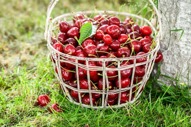 Vol vitaminen zoete kersen geoogst uit de tuin