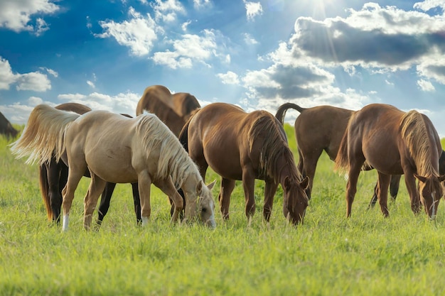Foto volbloed paarden grazen in een veld