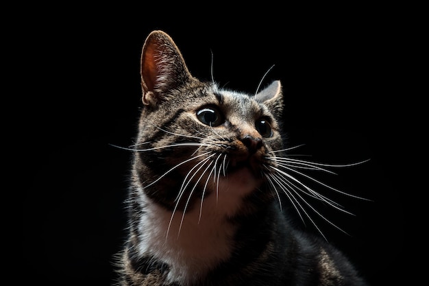 Volbloed volwassen kat gefotografeerd in de Studio op een zwarte achtergrond