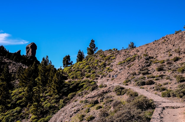 Volcanic Rock Basaltic Formation in Gran Canaria Canary Islands