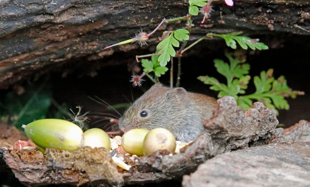 Voles op zoek naar voedsel onder de vogelvoeders