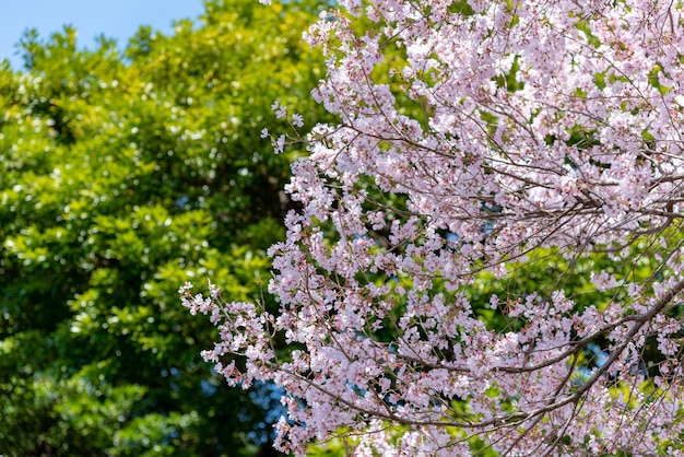 Volle kersenbloesem en groene bomen in de lente