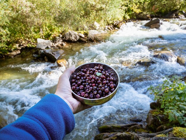 Volle kom met verzamelde ecologische bessen van wilde boszwarte bes in de hand tegen de achtergrond van een heldere bergstroom