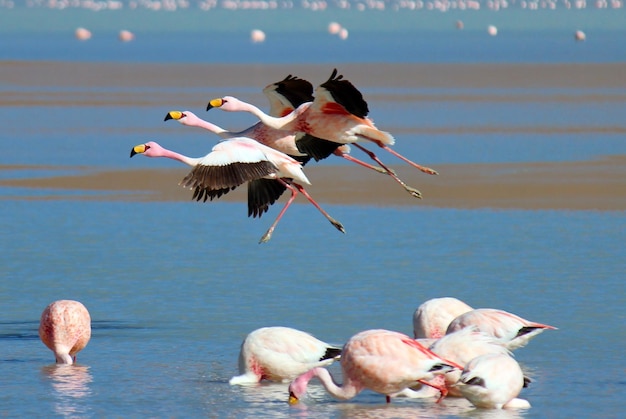 Volle lengte van flamingo's vliegen over de zee tegen de lucht