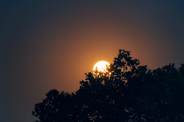 Volle maan in een baan door de silhouetboom aan de nachtelijke hemel