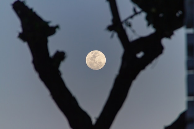 Volle maan met het silhouet van een boom