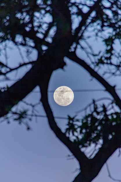Volle maan met het silhouet van een boom