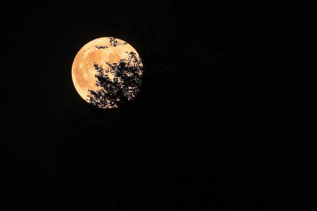 Volle maan met silhouet d takken vooraan