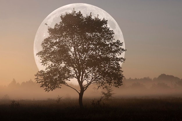 Volle maan op een mistige herfstochtend met een eenzame boom Herfstdageraad Landschap